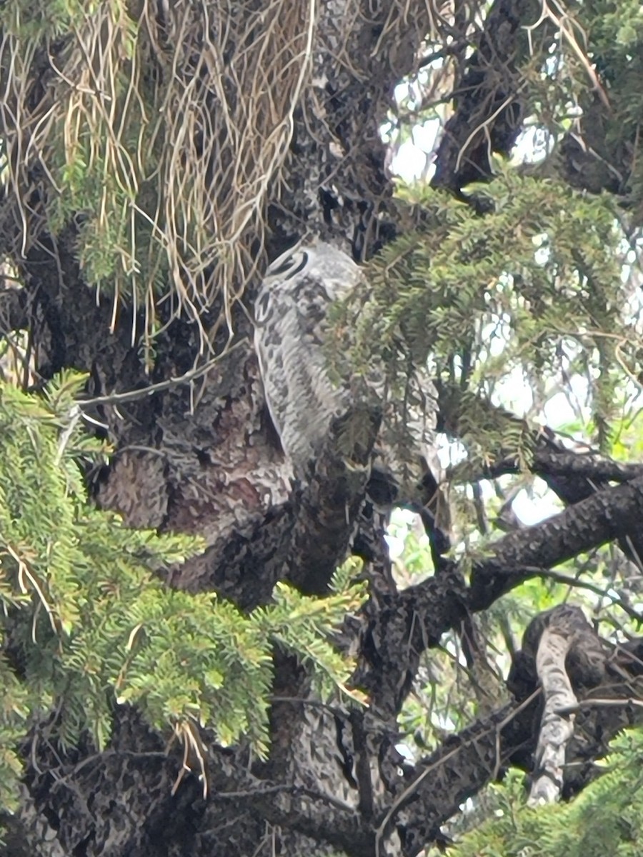 Great Horned Owl - ML619185508