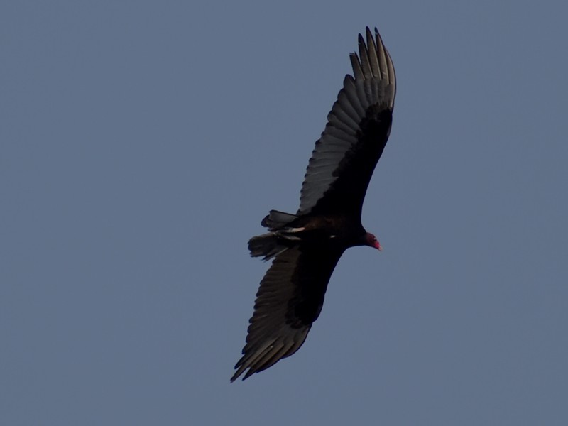 Turkey Vulture - ML619185552