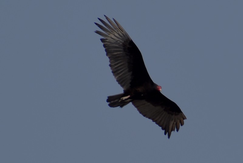 Turkey Vulture - ML619185553
