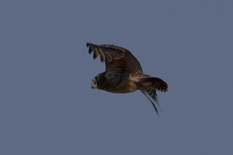 Great Horned Owl - ML619185562