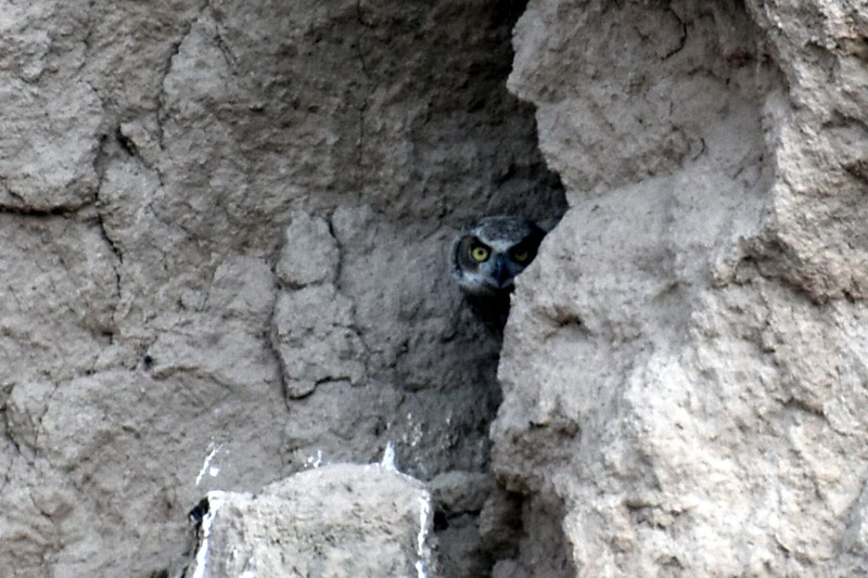 Great Horned Owl - ML619185563