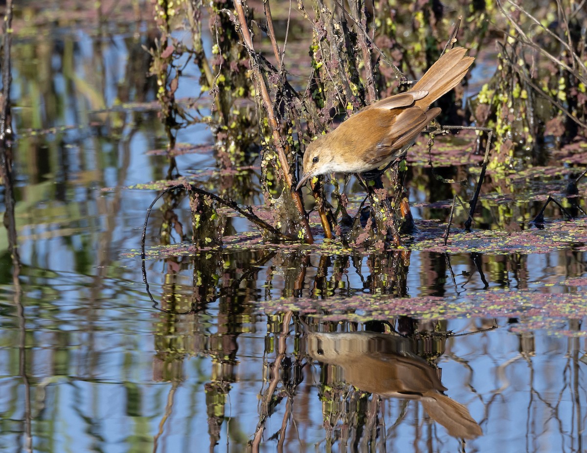 Common Reed Warbler - ML619185590