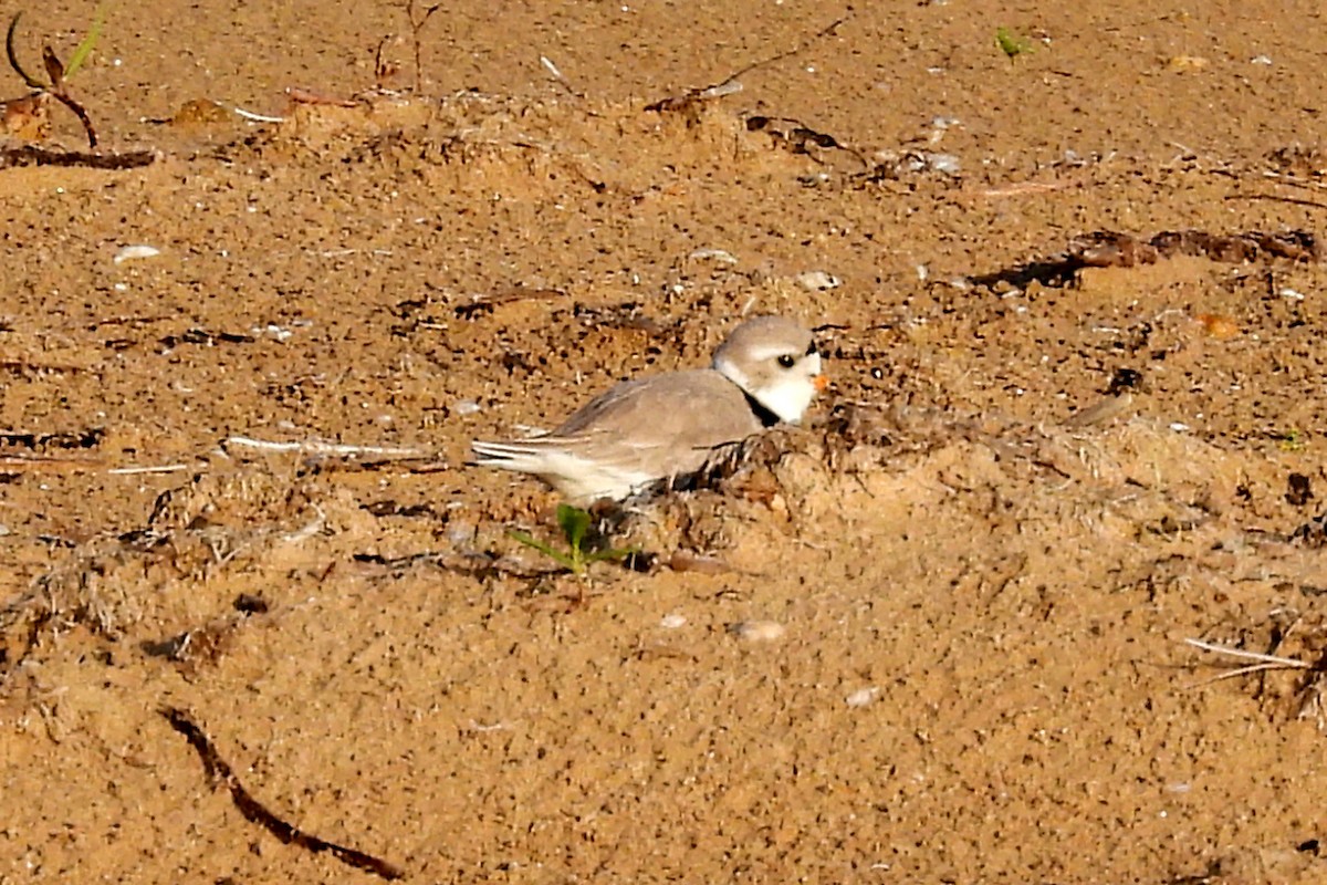 Piping Plover - ML619185599