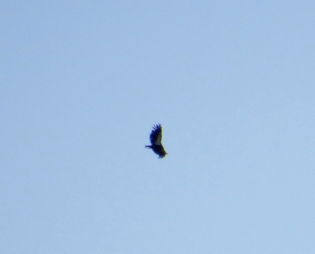 California Condor - ML619185603