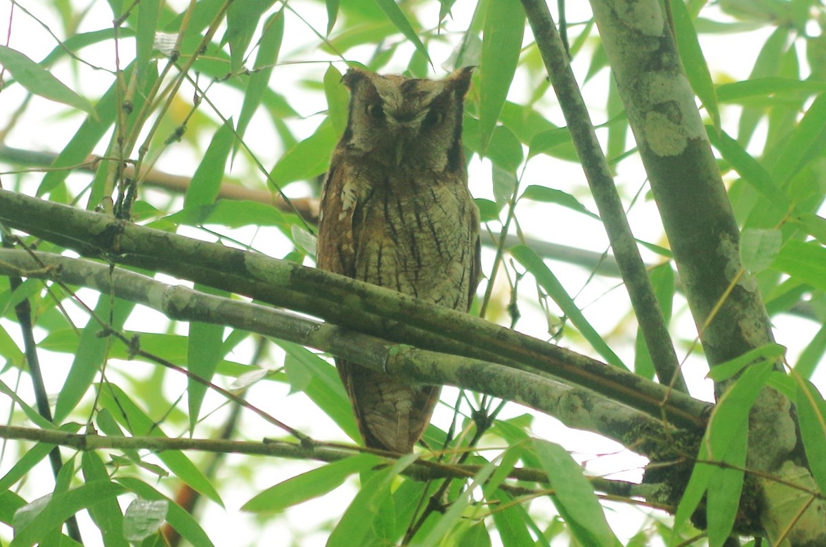 Tropical Screech-Owl - ML619185608