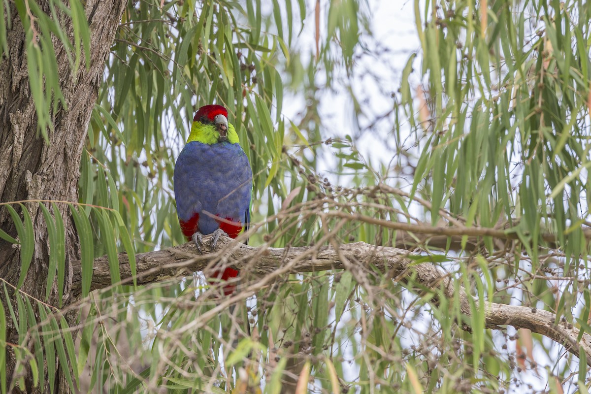 Red-capped Parrot - ML619185632