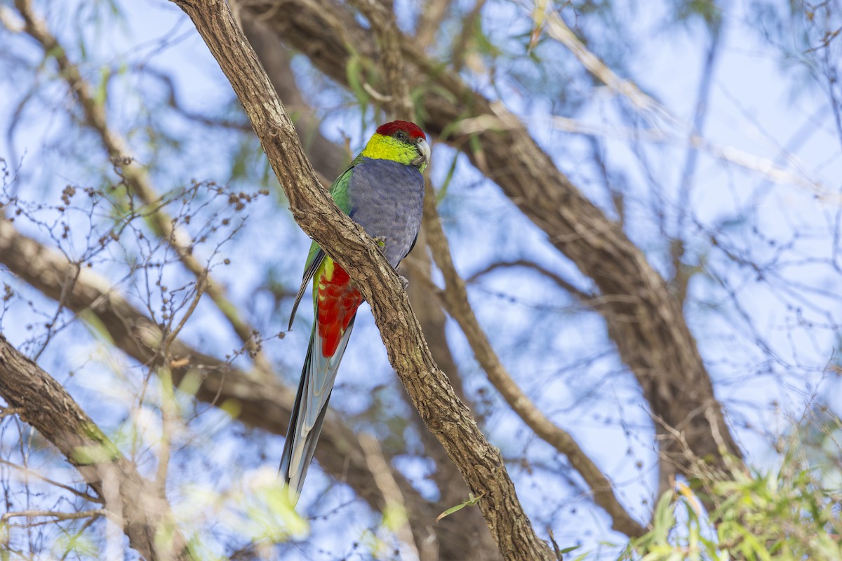 Red-capped Parrot - ML619185633