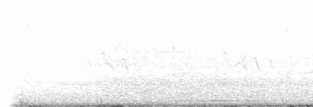 Weißbauch-Phoebetyrann - ML619185688