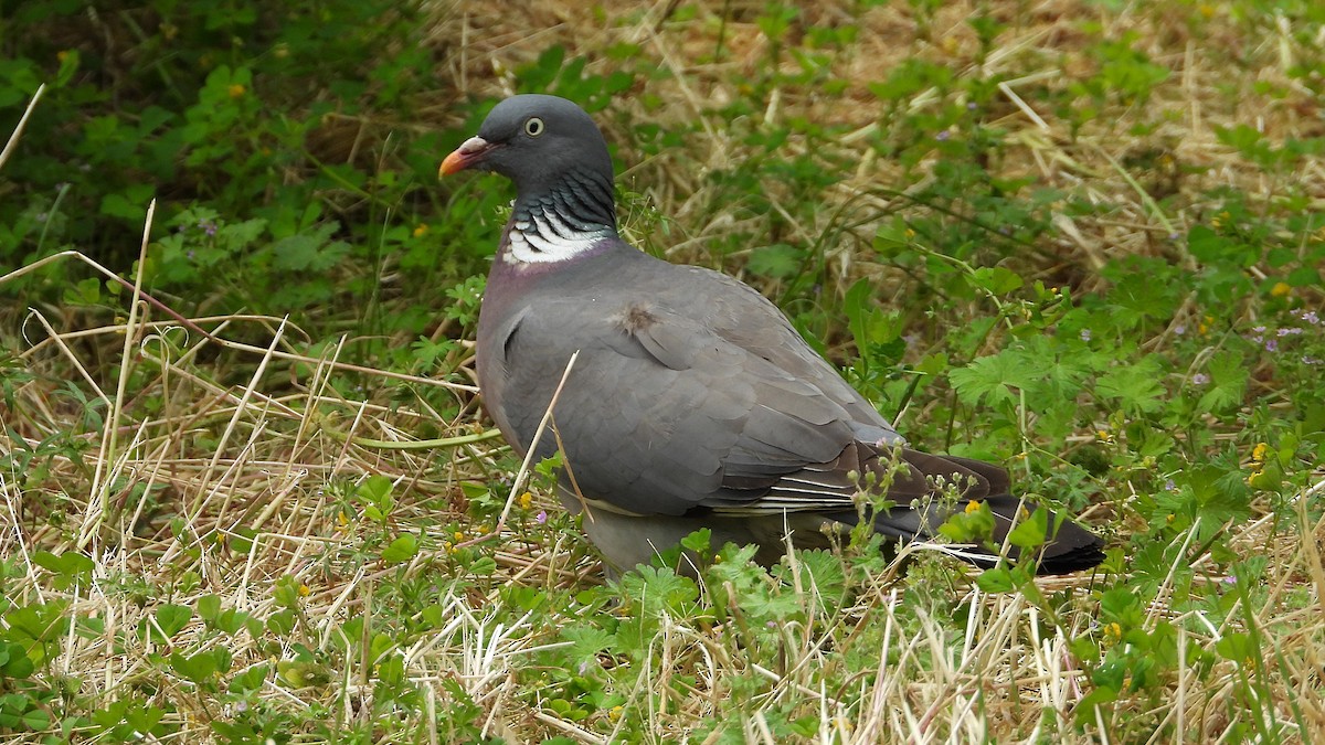 Common Wood-Pigeon - ML619185711