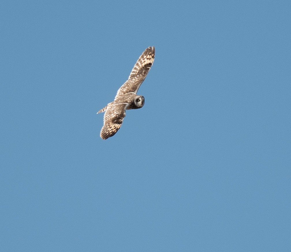 Short-eared Owl - ML619185713
