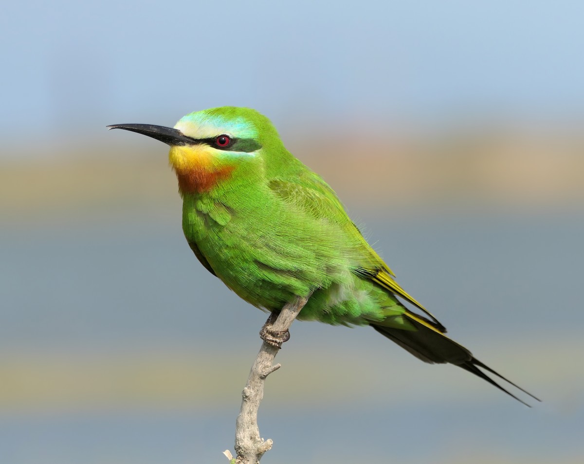 Blue-cheeked Bee-eater - ML619185717