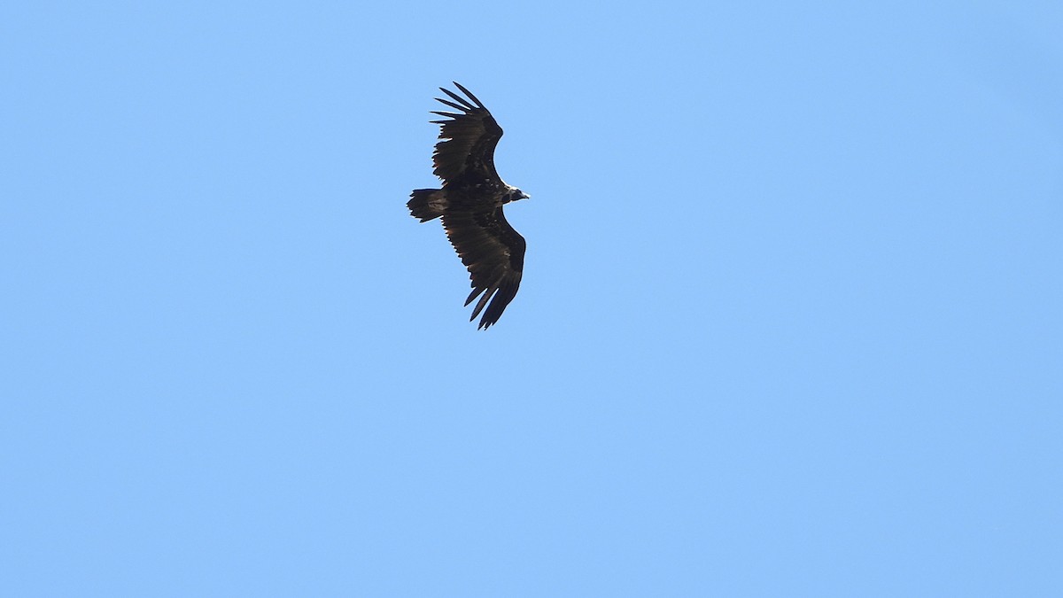 Cinereous Vulture - ML619185719