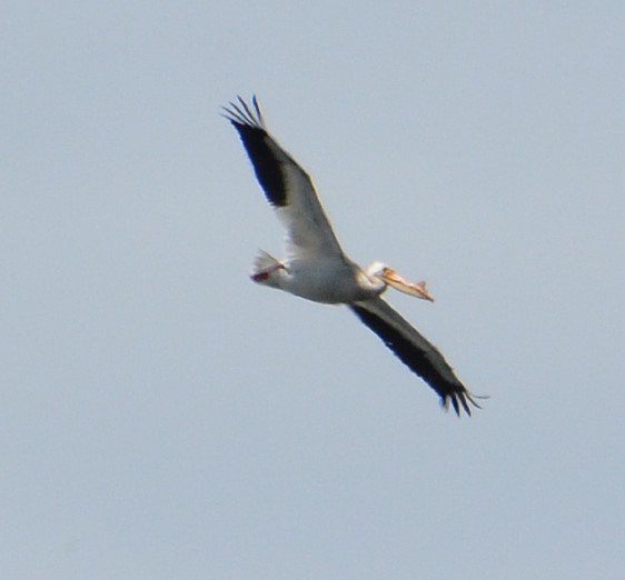 American White Pelican - ML619185725