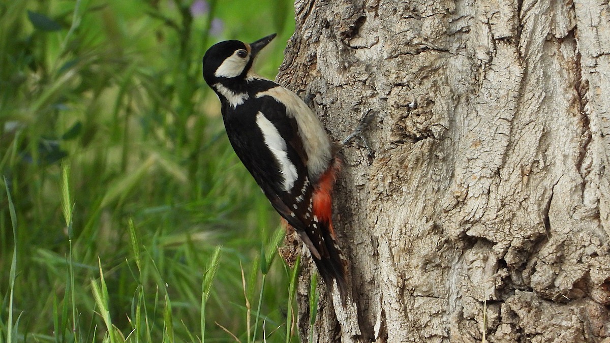 Great Spotted Woodpecker - ML619185732