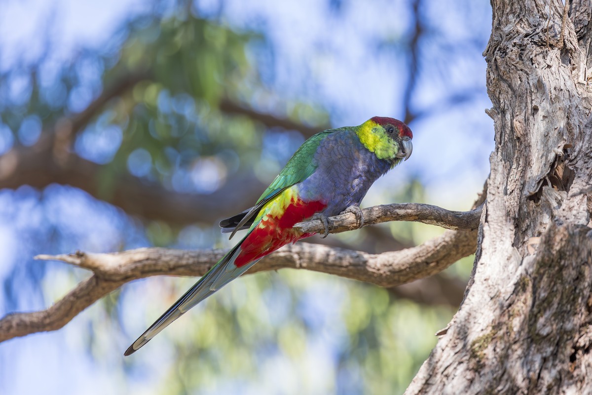 Red-capped Parrot - ML619185748