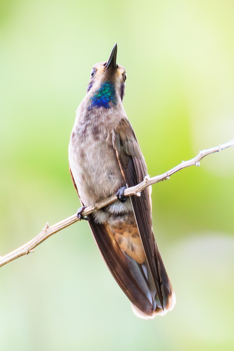 kolibřík fialovouchý - ML619185749