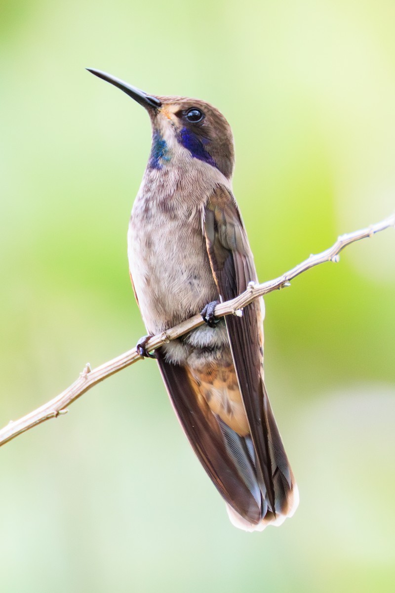 kolibřík fialovouchý - ML619185751
