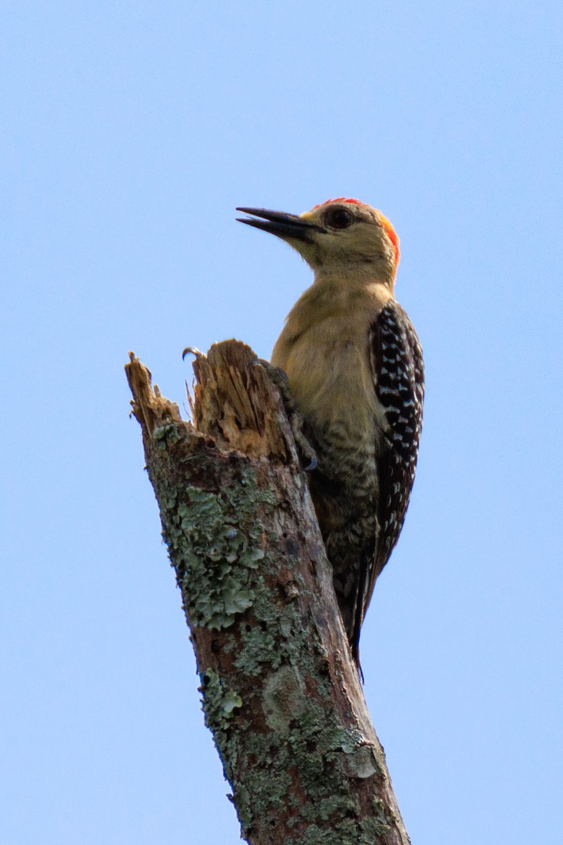 Red-crowned Woodpecker - ML619185765