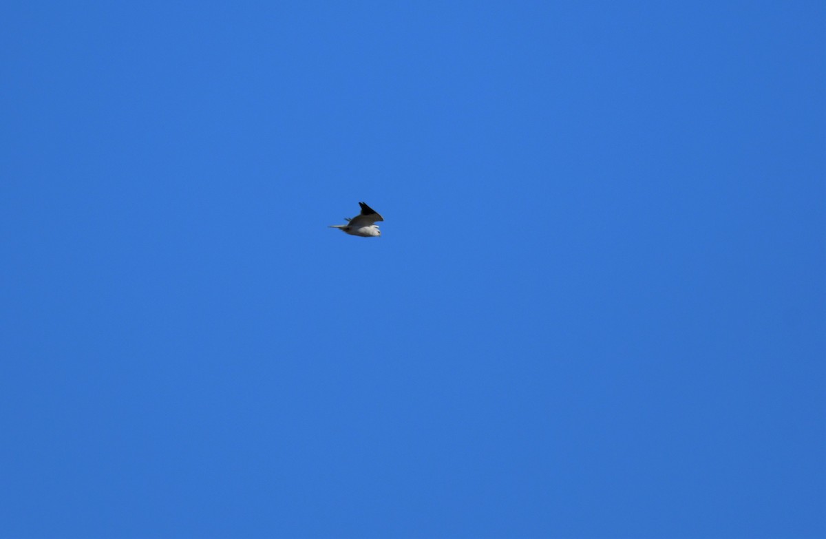 Black-winged Kite - ML619185794