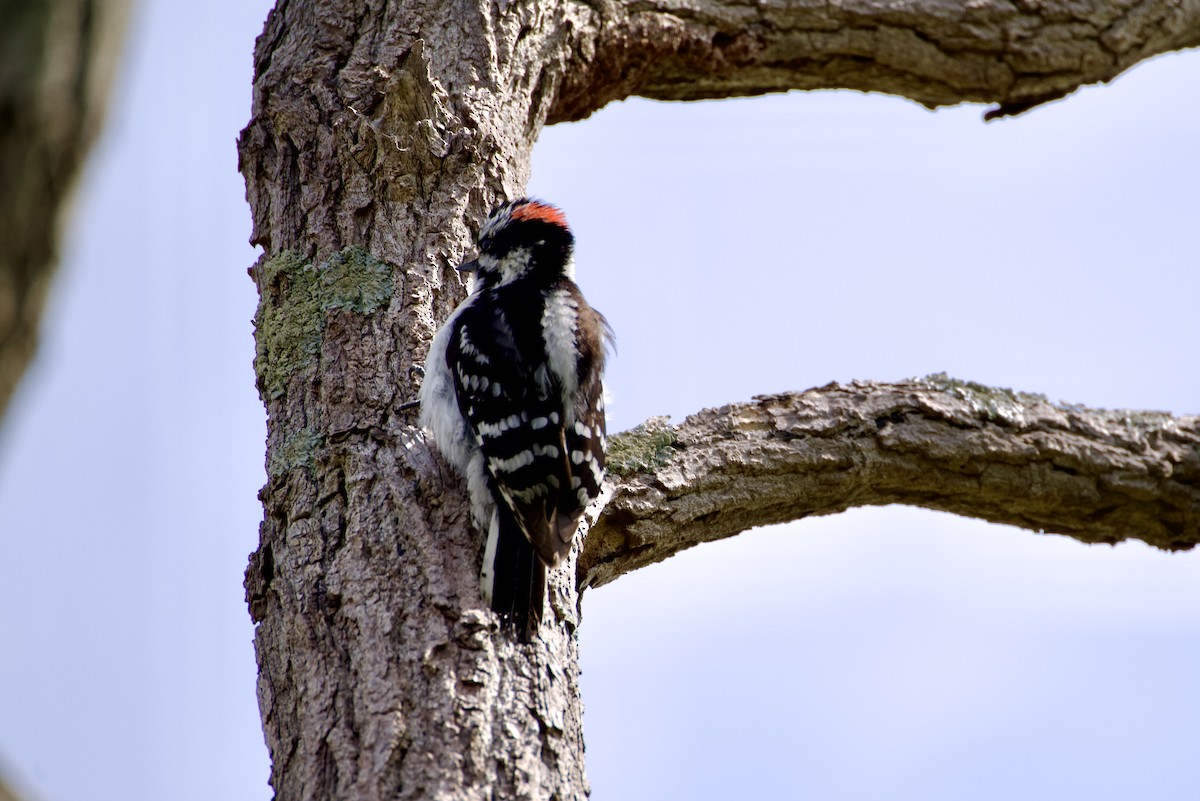 Downy Woodpecker - ML619185802
