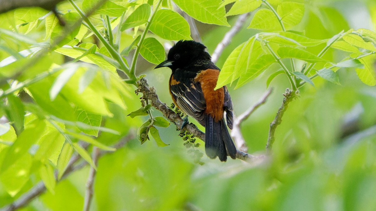 Orchard Oriole - ML619185898