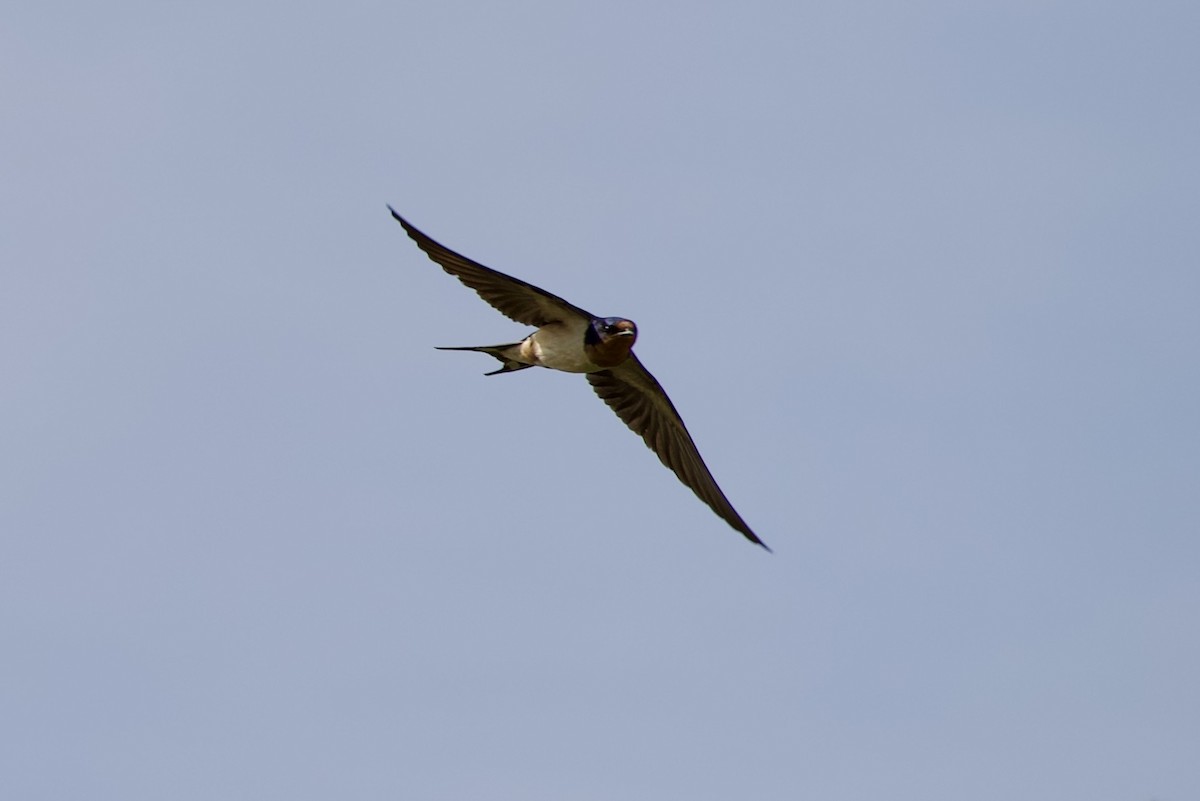 Barn Swallow - ML619185922