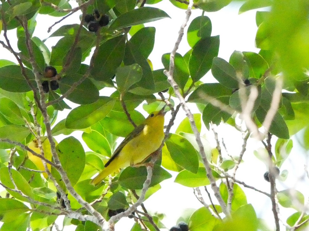 Yellow Warbler - ML619185933