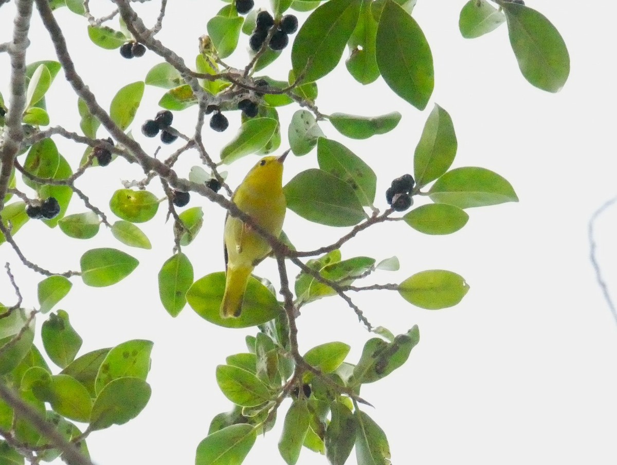 Yellow Warbler - ML619185934
