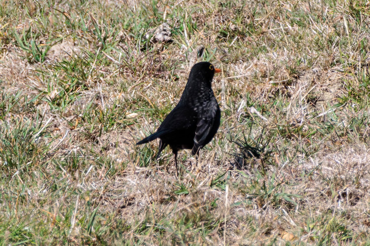 Eurasian Blackbird - ML619185984