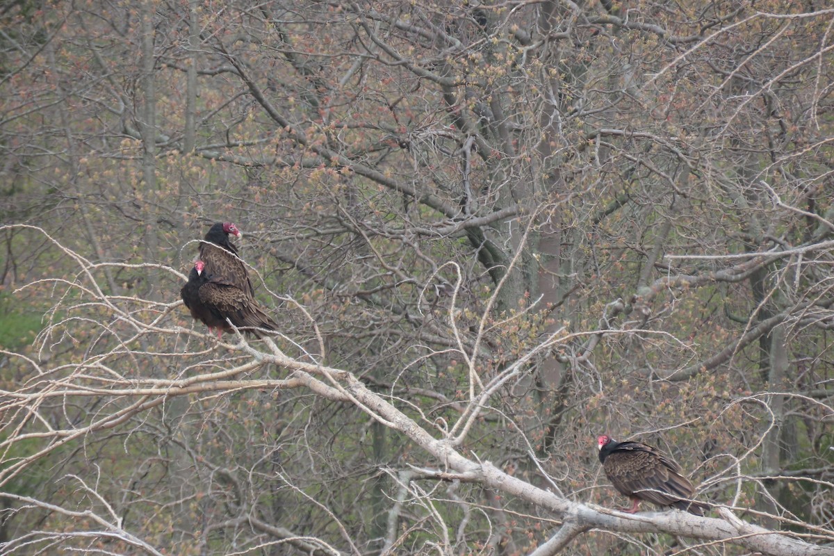 Turkey Vulture - ML619185998