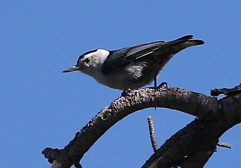 White-breasted Nuthatch - ML619186009