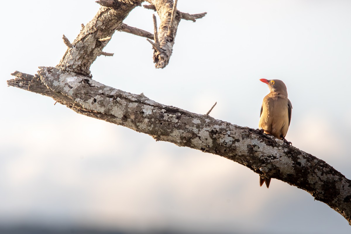 Red-billed Oxpecker - ML619186047