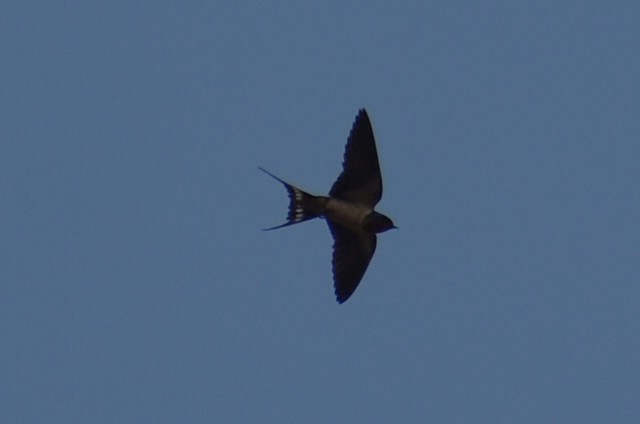Barn Swallow - ML619186061