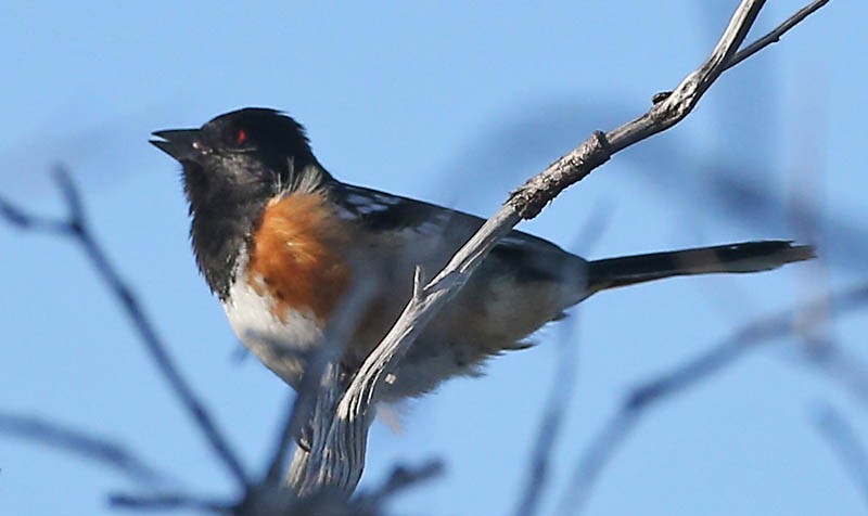 Spotted Towhee - ML619186070