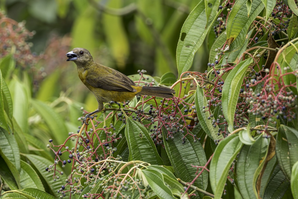 Scarlet-rumped Tanager - ML619186074