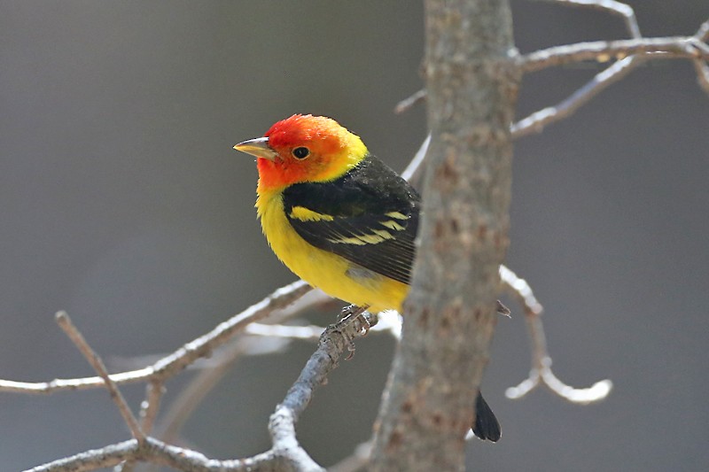 Western Tanager - ML619186117