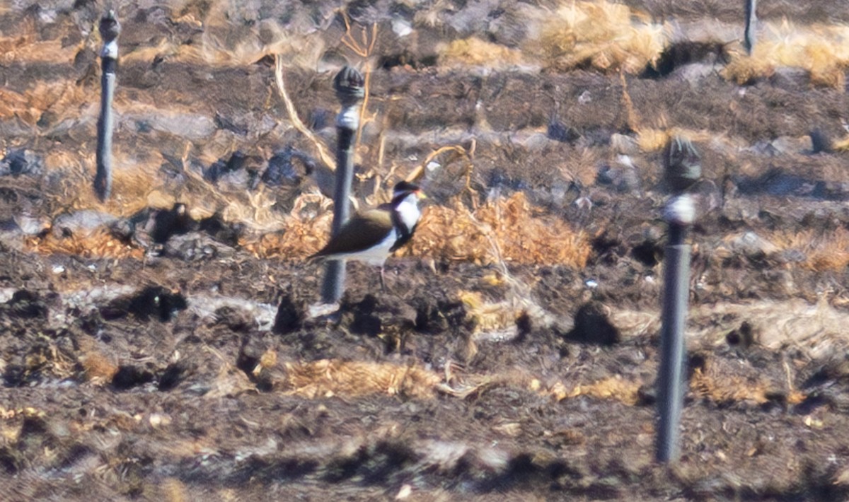 Banded Lapwing - ML619186123