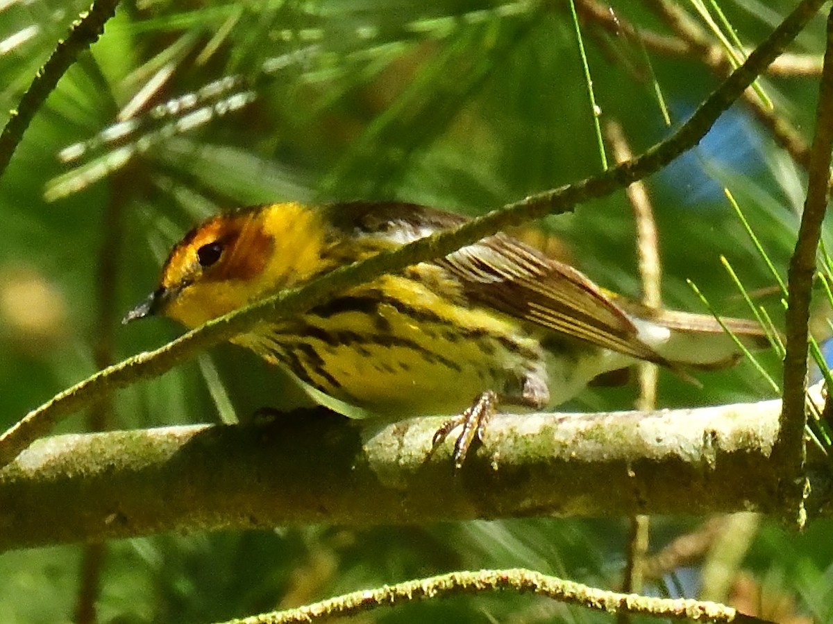 Cape May Warbler - ML619186158