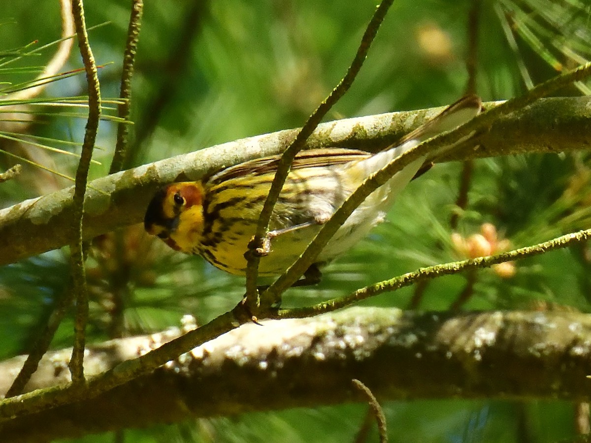 Cape May Warbler - ML619186160