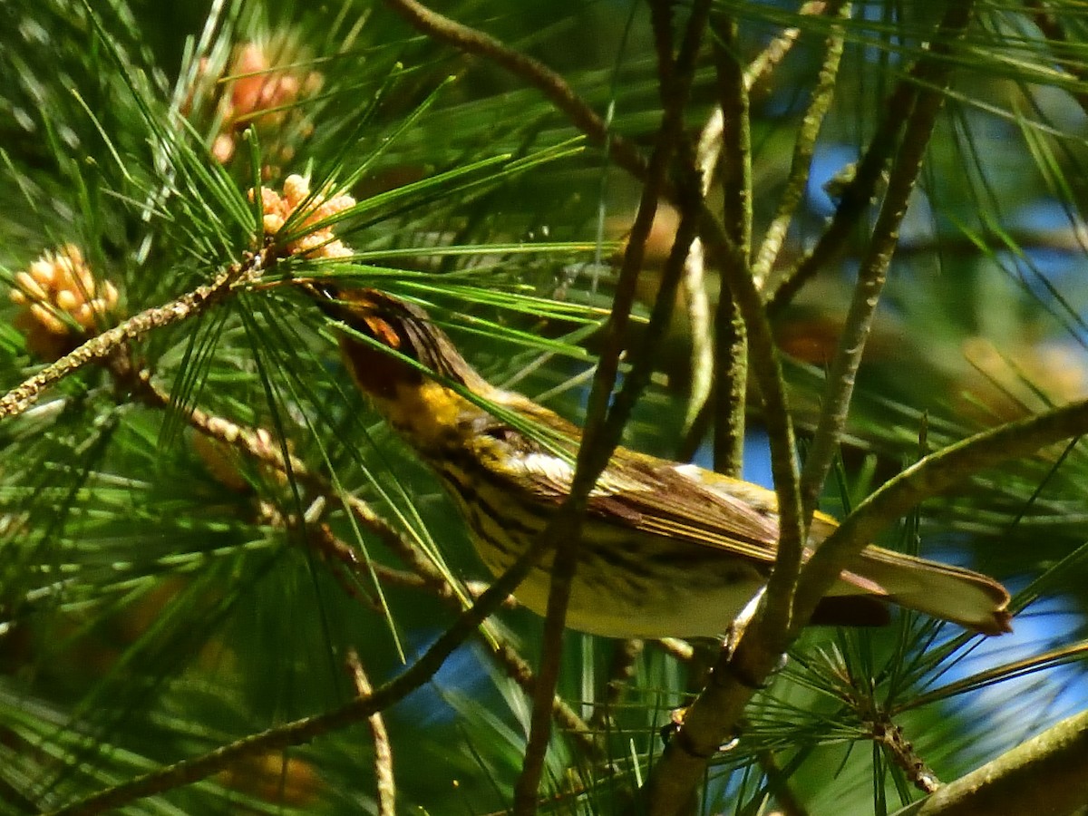 Cape May Warbler - ML619186161