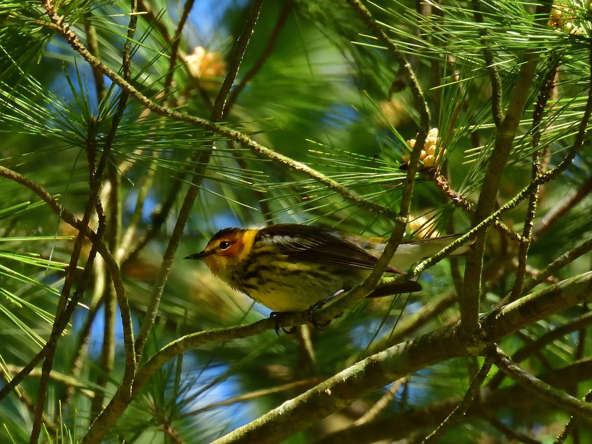 Cape May Warbler - ML619186163