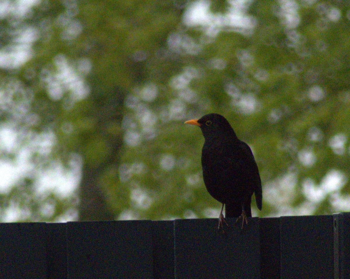 Eurasian Blackbird - ML619186188