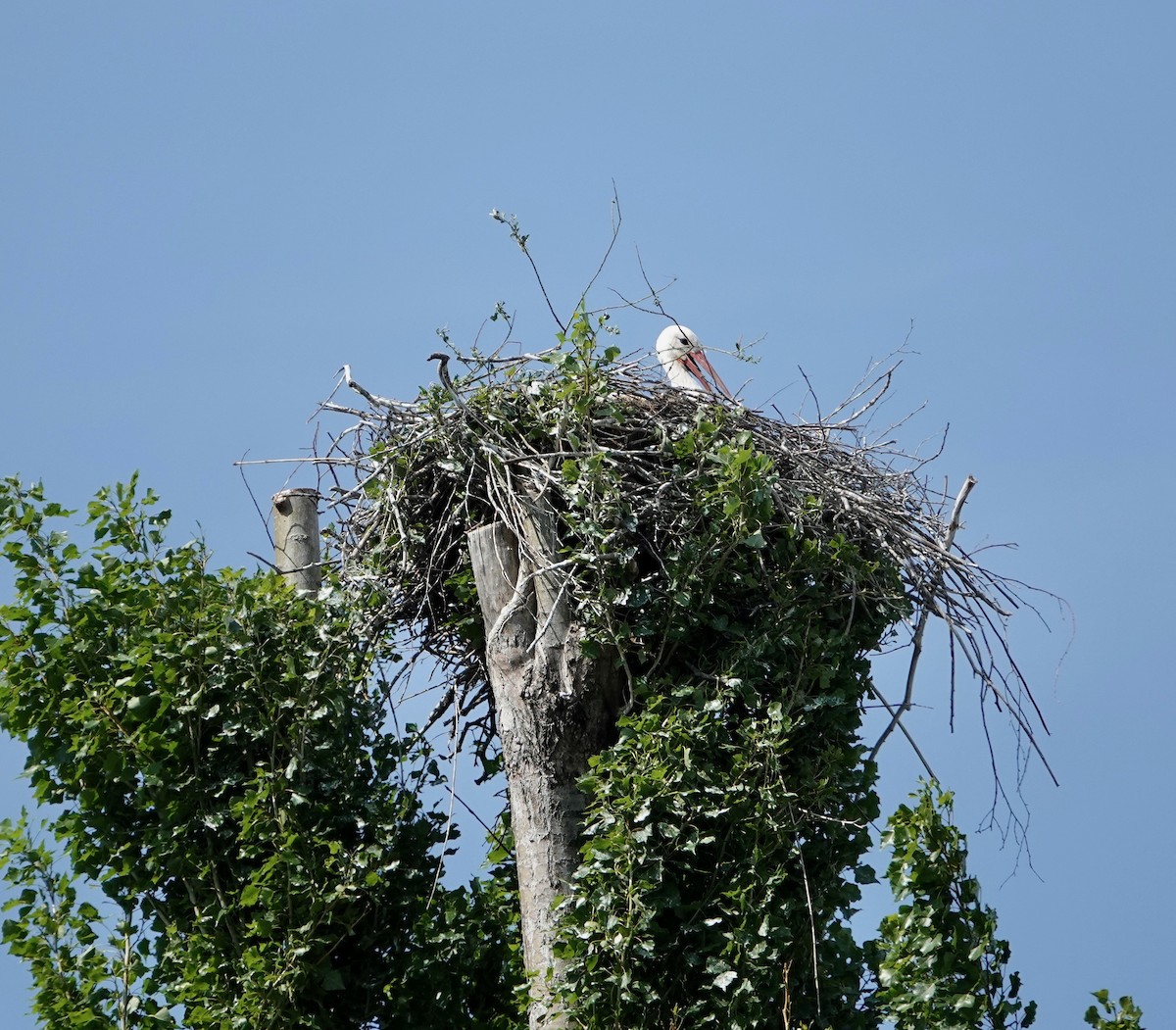 White Stork - ML619186200