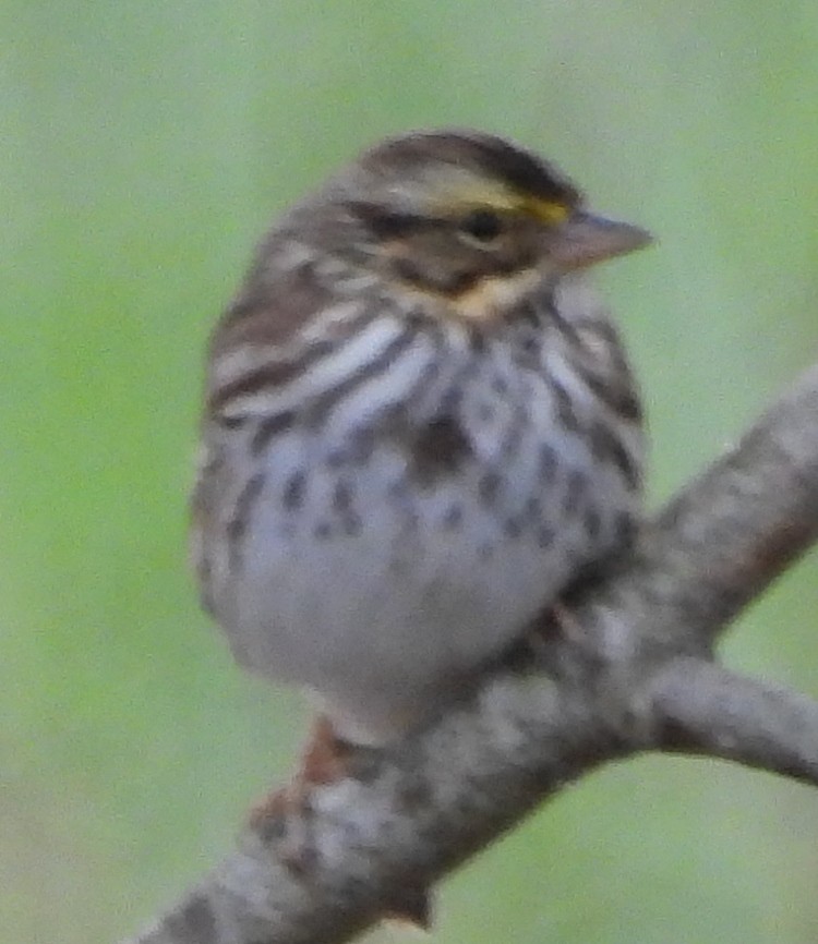 Savannah Sparrow - ML619186274
