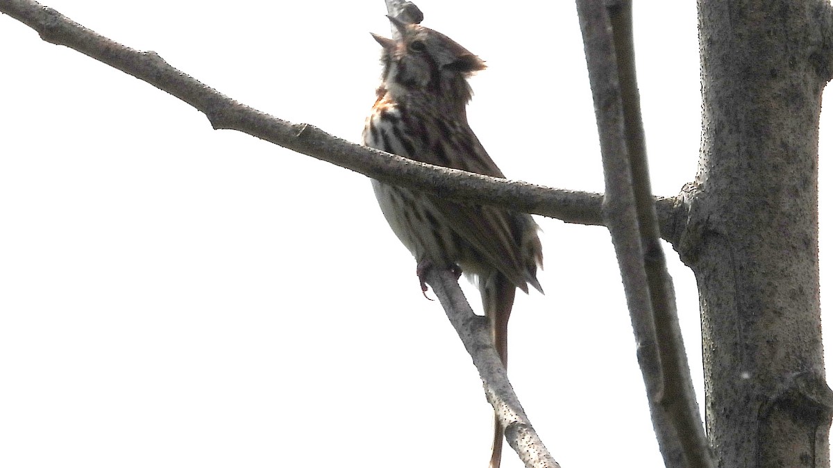Savannah Sparrow - ML619186283