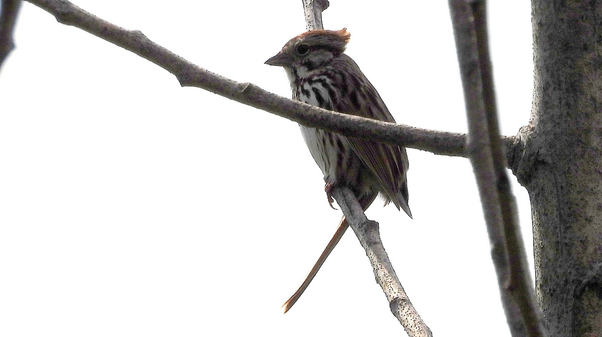 Savannah Sparrow - ML619186284