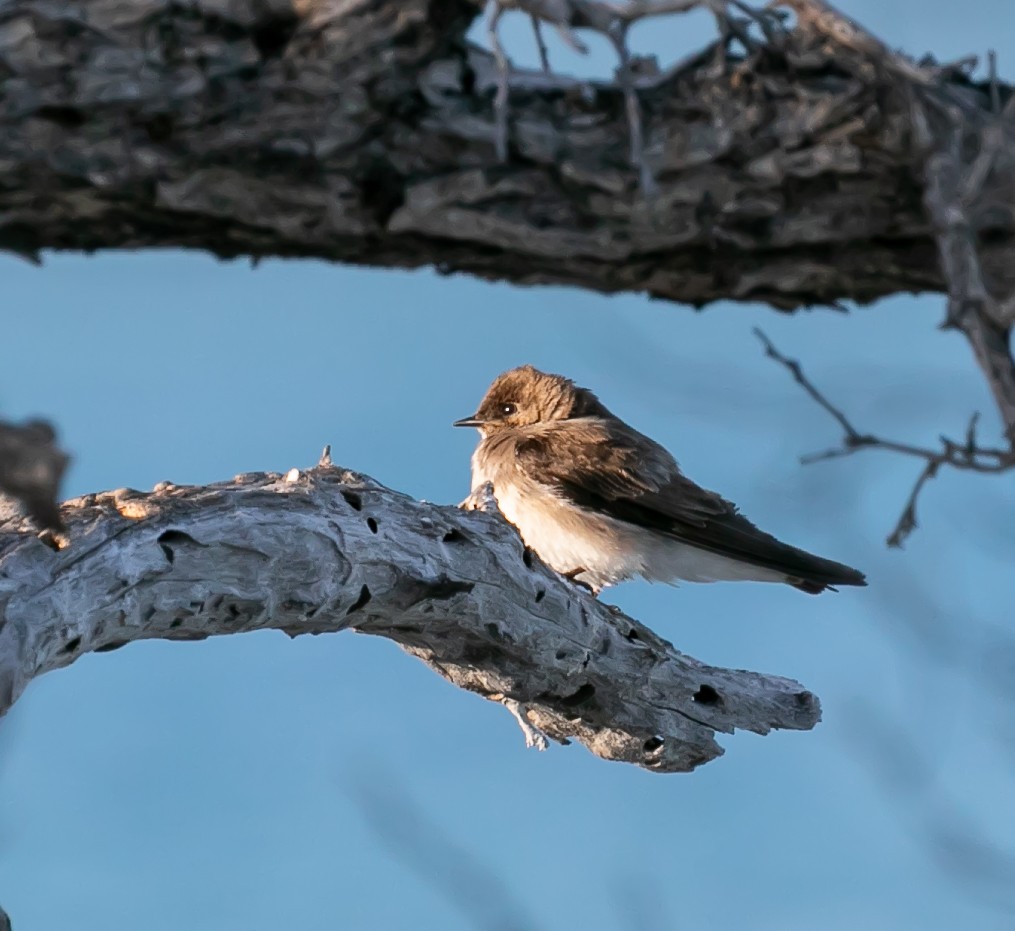 Northern Rough-winged Swallow - ML619186285