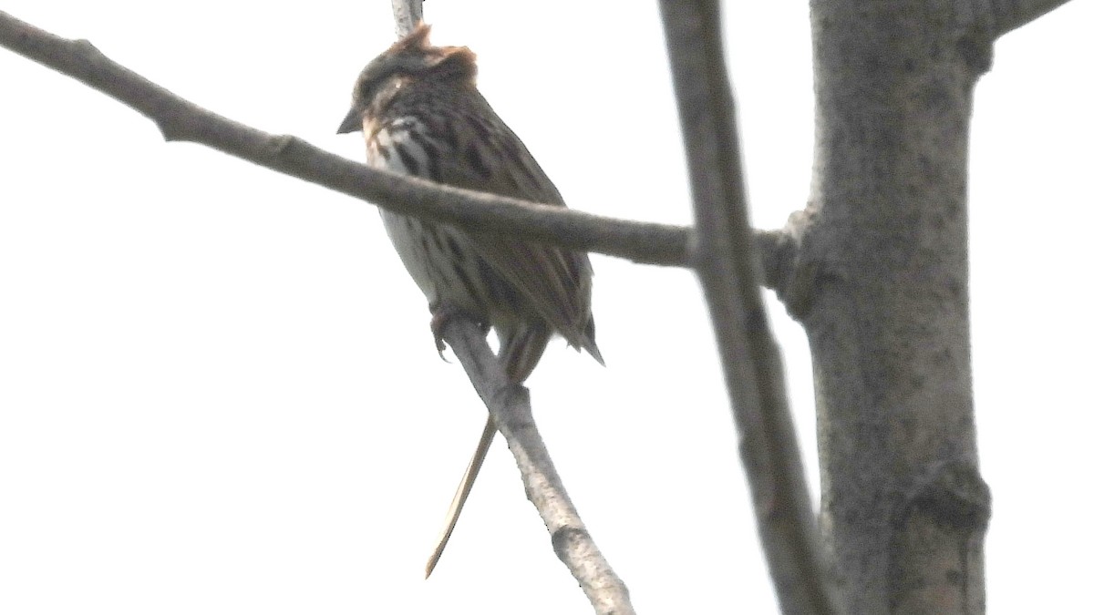 Savannah Sparrow - ML619186286