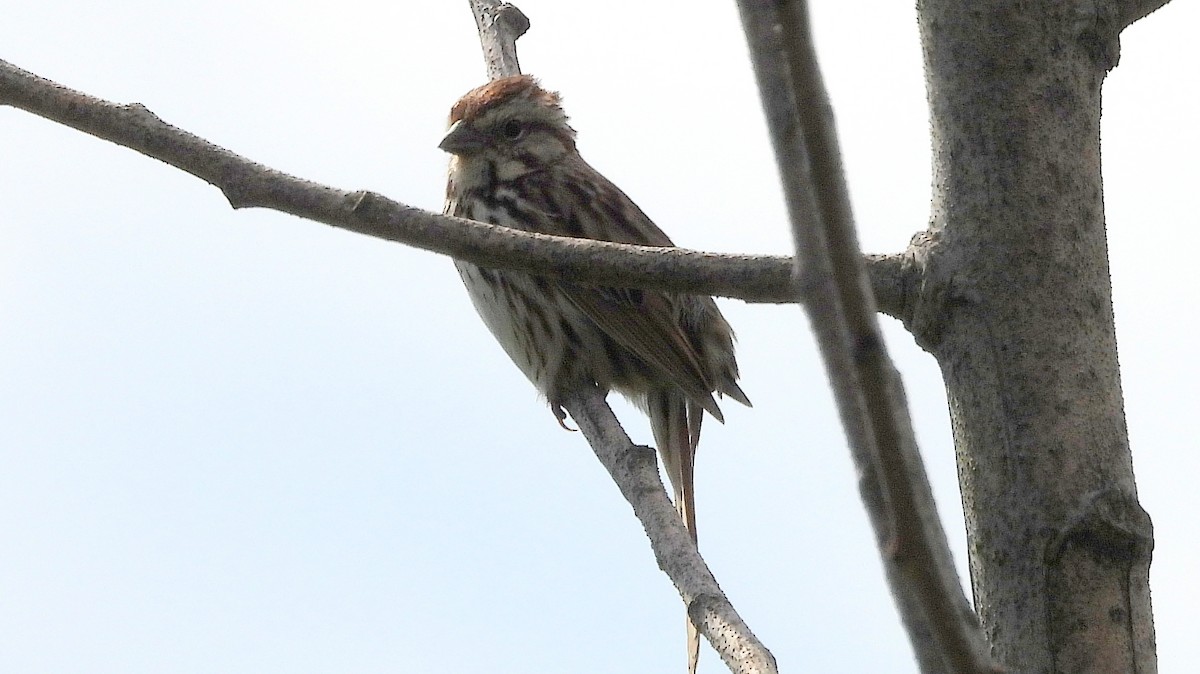 Savannah Sparrow - ML619186287