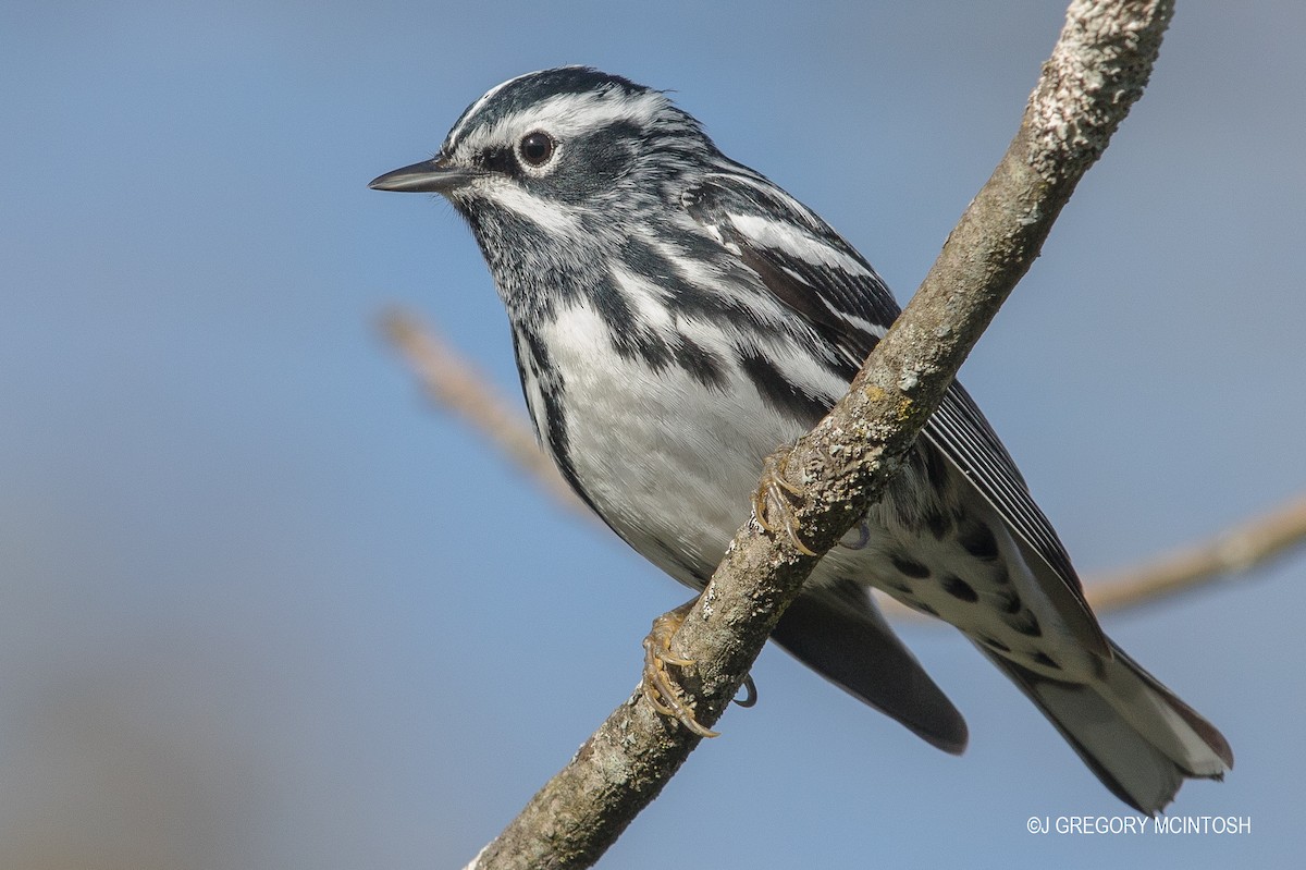 Black-and-white Warbler - ML619186296
